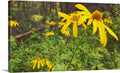 A Walk in the Woods Canvas Print