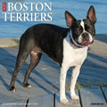 Boston Terriers - 2027 Wall Calendar | Willow Creek Press