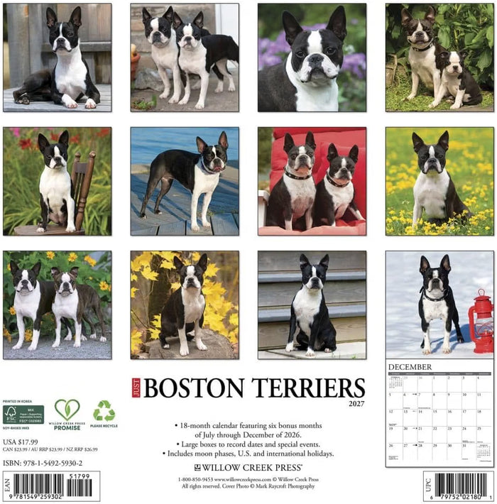 Boston Terriers - 2027 Wall Calendar | Willow Creek Press