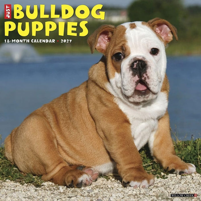 Bulldog Puppies - 2027 Wall Calendar | Willow Creek Press