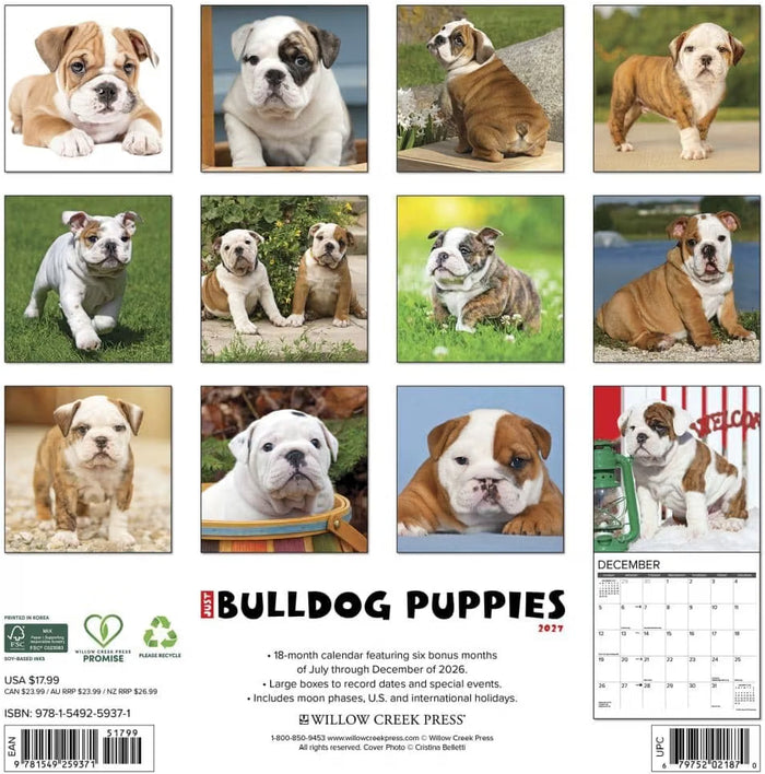 Bulldog Puppies - 2027 Wall Calendar | Willow Creek Press