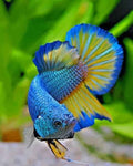 paint by numbers kit Betta Fishs