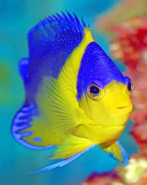 paint by numbers kit Blue And Golden Fish Underwater