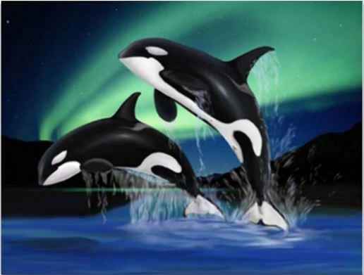 paint by numbers kit Dolphins Playing In Northern Lights