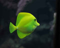 paint by numbers kit Green Fish Aquarium