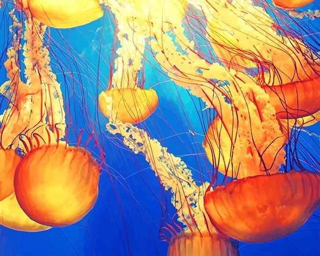 paint by numbers kit Jellyfish Illustrations