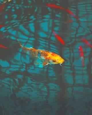 paint by numbers kit Koi Yellow Fishs