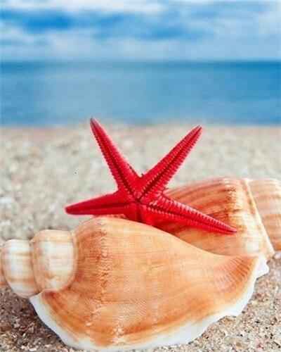 paint by numbers kit Shells and Starfish on Beach