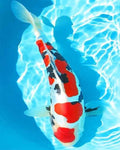 paint by numbers kit White And Red Koi Fishs