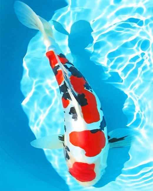 paint by numbers kit White And Red Koi Fishs