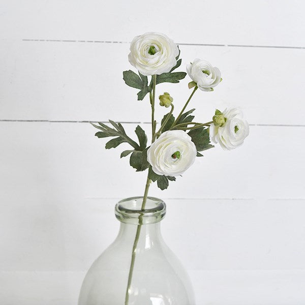 Ranunculus Stem