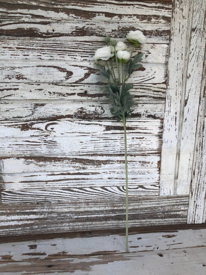 Ranunculus Stem