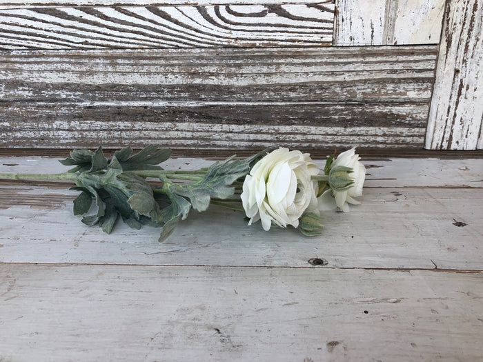 Ranunculus Stem