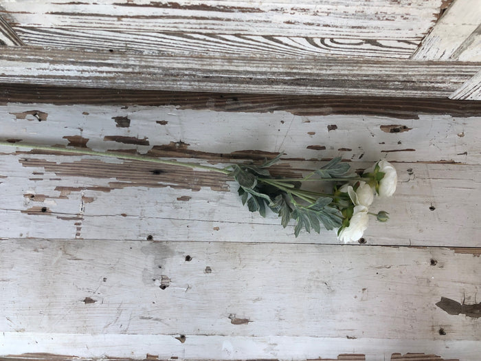 Ranunculus Stem
