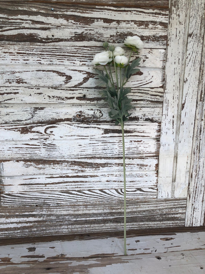 Ranunculus Stem