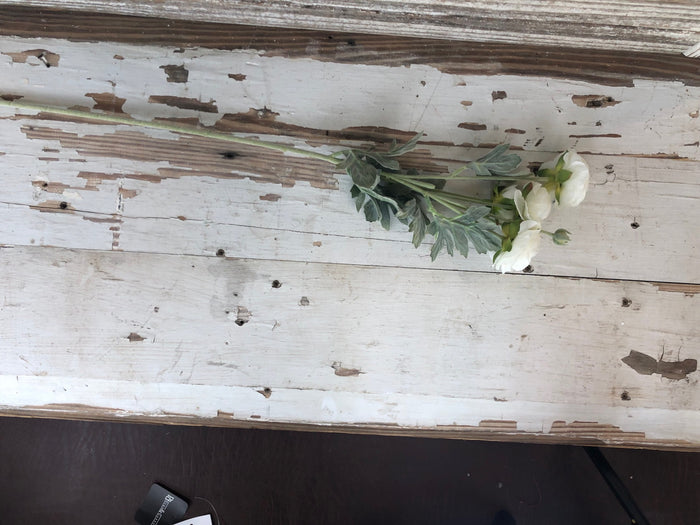 Ranunculus Stem