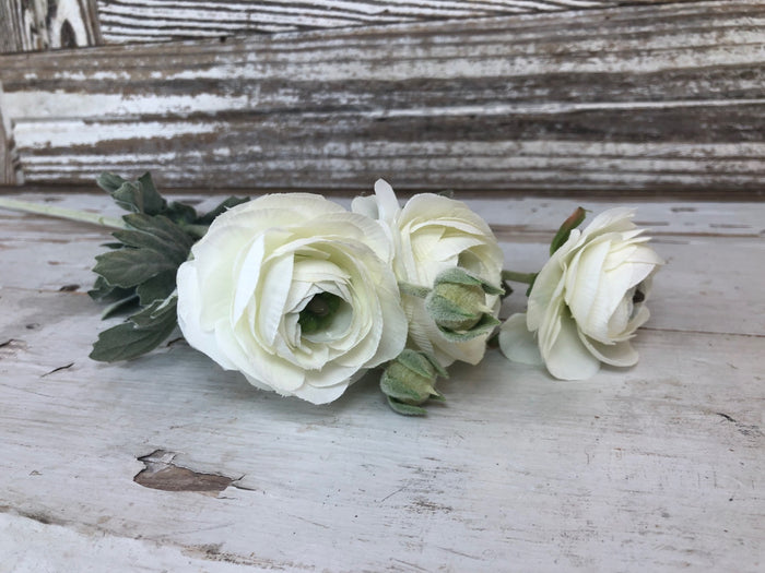 Ranunculus Stem