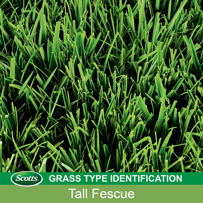 Scotts® PatchMaster® Lawn Repair Mix Tall Fescue Mix